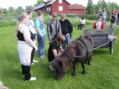 horse.jpg